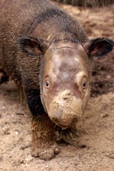 Sumatran Rhino.