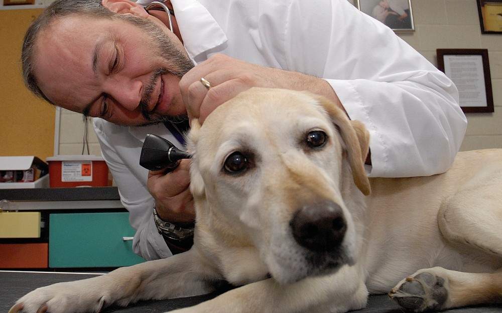 Pete Scheifele, PhD, checks the hearing of guide dog Sybil in UC's canine audiology clinic.