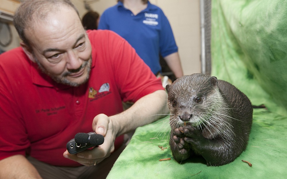 Pete Scheifele, PhD, with an aquarium otter