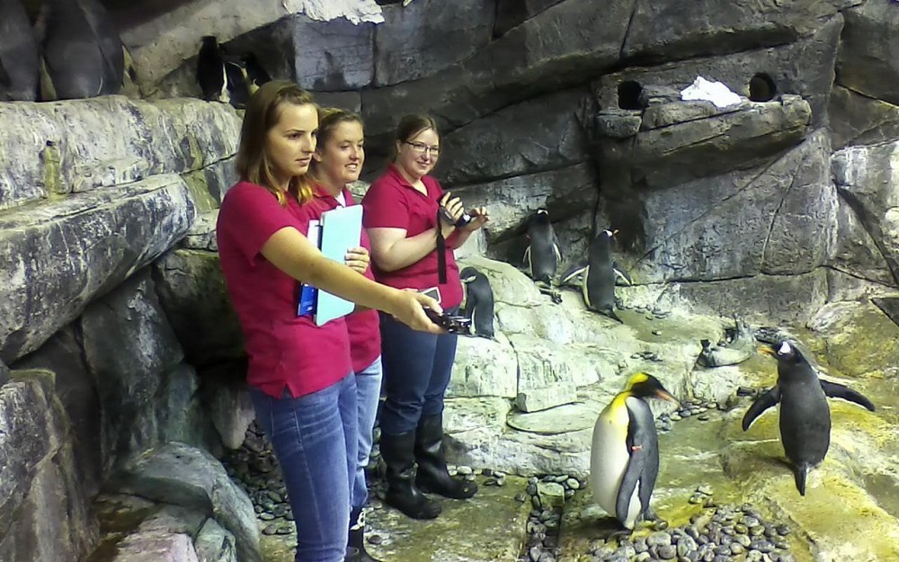 UC students record penguin vocals 