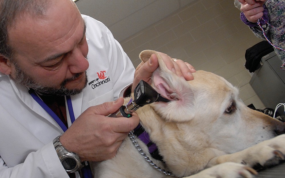 Pete Scheifele, PhD, looks into the ear of guide dog Sybil.